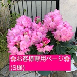 🌸お客様専用ページ🌸(S様)