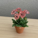 ポピー　花鉢　5