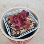 多肉植物❤オータムフレイム❤幹立❤抜き苗