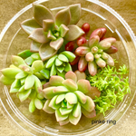 【2022年春】多肉植物♡カット苗（小）セット