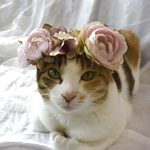 《ペット》ROSE ROSE花かんむり