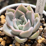 人気品種！★プリンセスティアラ 多肉植物 自家栽培 国産
