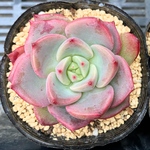 テンマイル　韓国苗　多肉植物