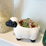 1点限定販売☆多肉植物　寄せ植え　ひつじ