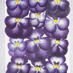押し花商品【ビオラ　②】