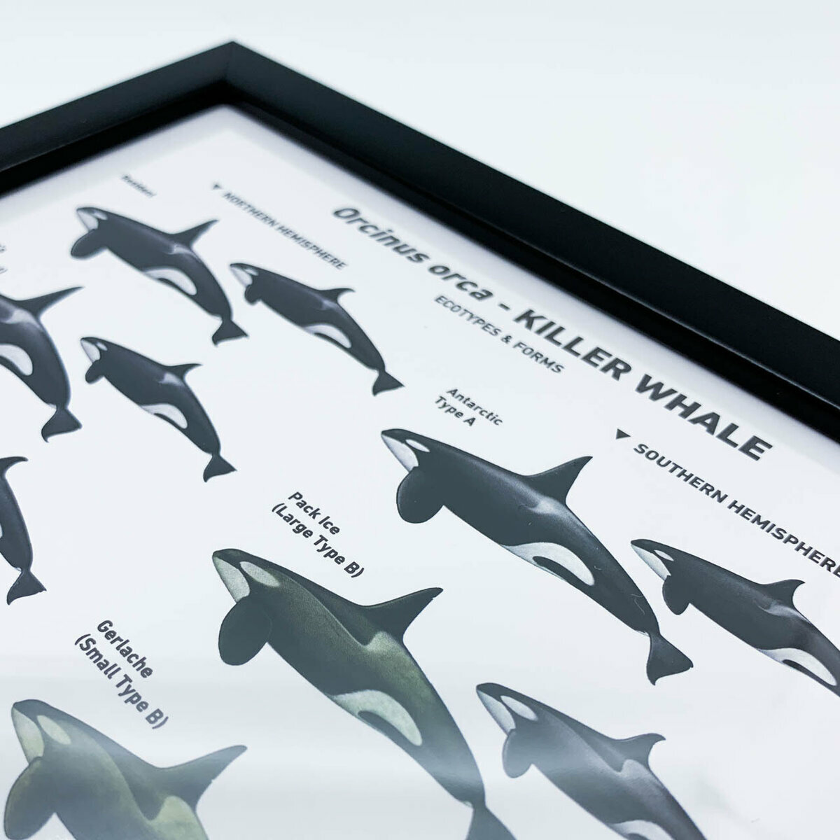 シャチ 歯 牙 希少品 骨董品 クジラ イルカ ハンドメイド
