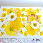 ♡new♡作家様必見♡押し花MIXセット♡押し花セット