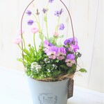 ❀レースラベンダーと可愛いお花の寄せ植え　贈り物にも