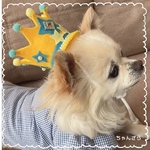 再販 🌟今日の主役だ👍犬用プリンス👑クラウン(極小～10キロ位)