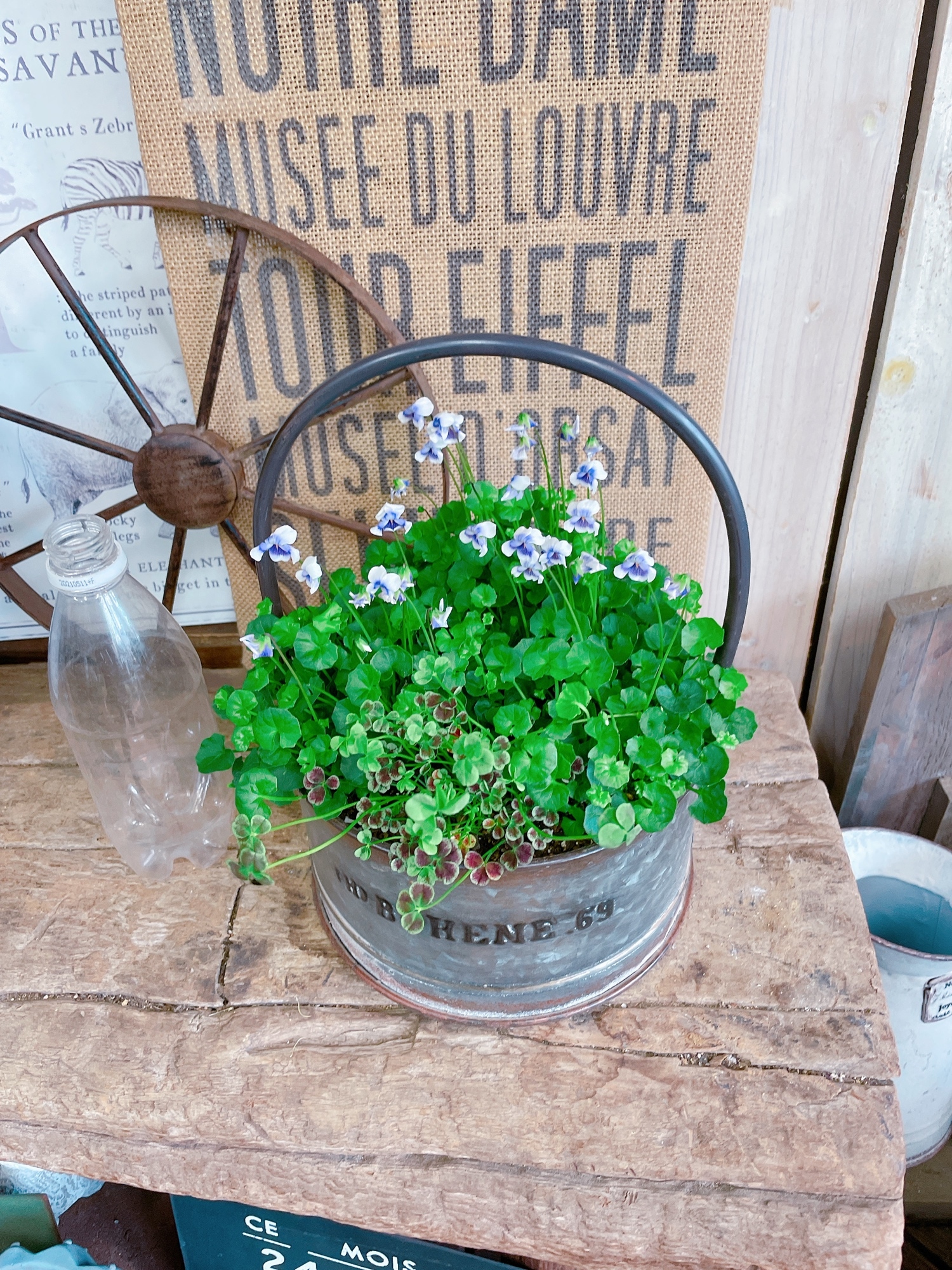 SALE！優しい香り♡【パンダスミレ&クローバー寄せ植え】シルバー系 ...