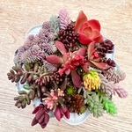 多肉植物＊紅葉タイプ品種♡B＊カット苗