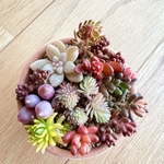 10月末で販売終了＊多肉植物＊紅葉タイプ品種♡A＊カット苗