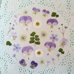 押し花素材514　パープル系小花のセット　