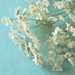 レースフラワーのドライフラワー　2本