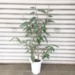株立ち  ユーカリ  リバーレッドガム  