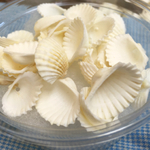 貝 アクセサリー用穴開きシェル 送料込み