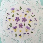 押し花素材517　小花のセット　黄色　紫色　