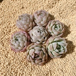 韓国苗　Echeveria エレガンスhyb
