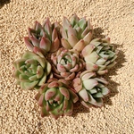 多肉植物 韓国苗 アガボイデスhyb