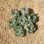 多肉植物 韓国苗 Echeveria ローズエレガンス