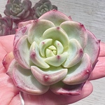 【多肉植物】テンマイル