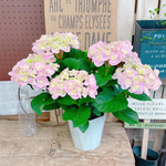 優しいピンク♡【変わり咲き雷王あじさい】柔らかいお色が素敵な紫陽花♪ヴィンテージ手毬八重咲！人気の季節のお花