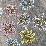 押し花308 レースフラワー着色
