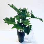 ハイドロカルチャー　セローム　フィロデンドロン　大きめサイズ　小石原焼　陶器　観葉植物
