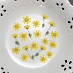 ゴールデンクラッカー(押し花)