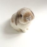 うさぎ 羊毛フェルト ロップイヤー  ミニうさぎ ブロークンオレンジ