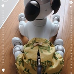 aibo 遊び着パンツ(フォックス　アイボリー)