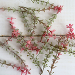 お花のような葉っぱ𓈒𓏸𓐍 𓇢 造花・花材・アーティフィシャルフラワー・パーツ