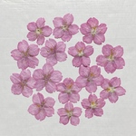 天然押し花素材　270