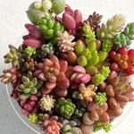 つぶつぶセット♡＊多肉植物＊お早めに!!＊レア品種入り！＊カット苗