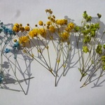 かすみ草　ドライフラワー　寒色系３色　レジン　ドームにおすすめ