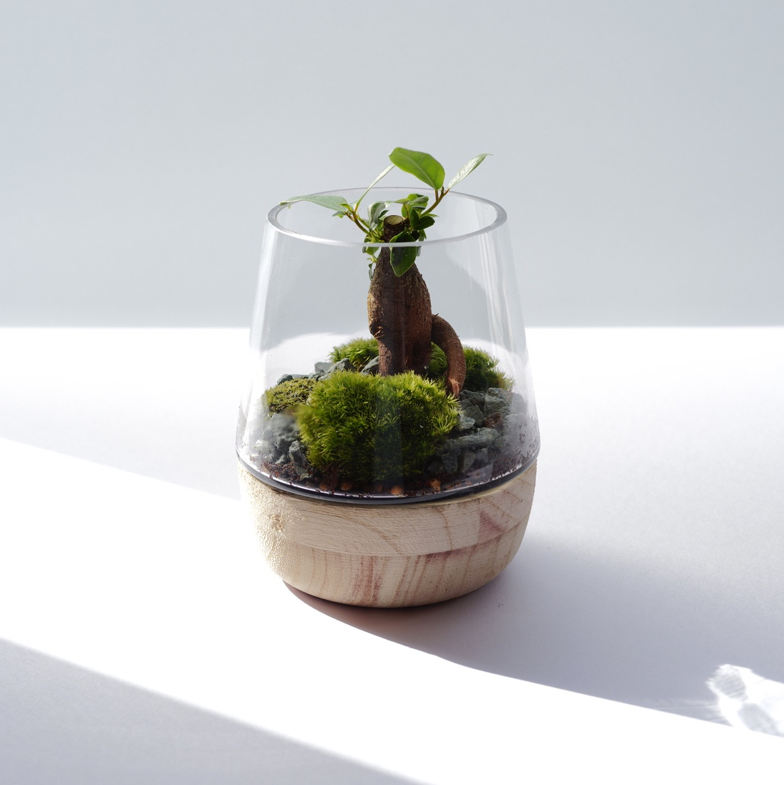 Bonsai｜ガジュマルのオープンテラリウム - YOAKE GREEN SHOP | minne