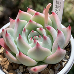 レア品種！★桃魁大福 多肉植物 自家栽培 国産