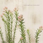 🌷花苗 ライスフラワー ピンク 2.5号 常緑低木 オージープランツ かわいい🌷