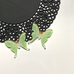 手描きのオオミズアオのスタッドピアス　標本風