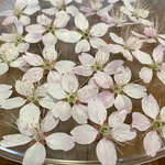 100円お値引き‼️桜② macoron「春のドライフラワー祭り」始まりました‼️