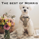The best of Morris 受注製作　おめかしハーネス