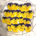 国産ビオラの押し花 アソート パープルイエロービオラ