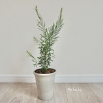 希少⭐︎ ミモザ アカシア スノーウィーリバー 鉢カバー付 ミモザ 植木鉢