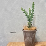 希少 ⭐︎ 三角葉アカシア 鉢カバー付！ ミモザ 苗木　ポット苗　常緑樹　シンボルツリー　観葉植物