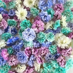 かすみ草 ドライフラワー    ④