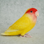 コザクラインコ　ルチノー 　2101252