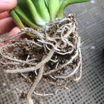 【激安】多肉植物の土 0.75L  鉢底土付き　ブレンド　ハオルチア　観葉植物