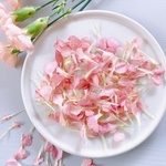 【ドライフラワー】カーネーション　花びら　オレンジ