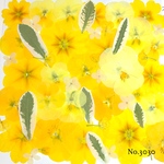 ♡new♡作家様必見♡押し花MIXセット♡押し花セット