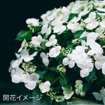 限定5鉢！まったく新しい紫陽花☆ラグランジアブライダルシャワー